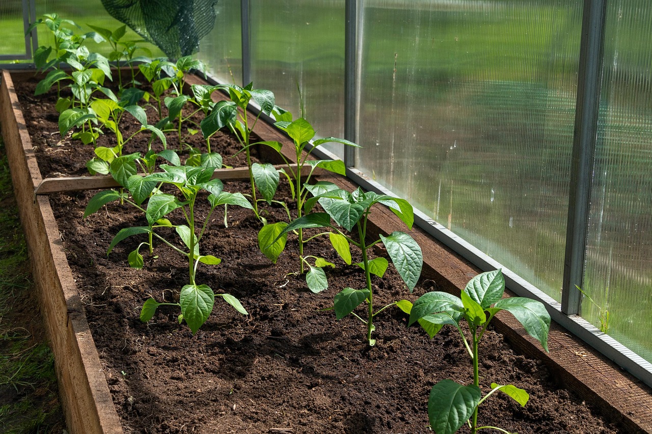 Greenhouse at MiCasa Gardens